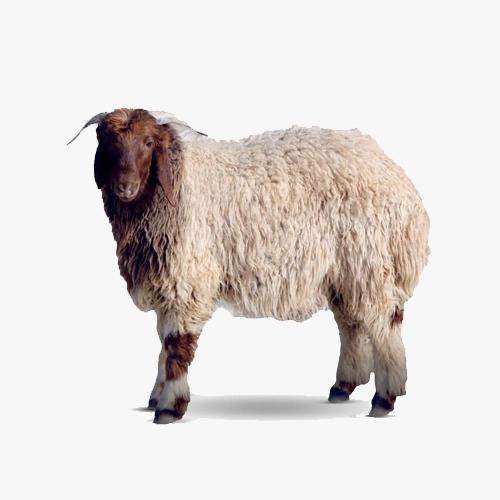 مشروع الأضاحي